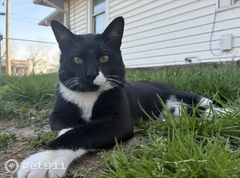 Lost cat, East Washington Avenue, Des Moines - black and white, big boy - photo