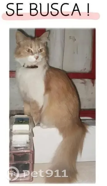 Gato perdido Hembra, Morelia (mxl489345) - photo