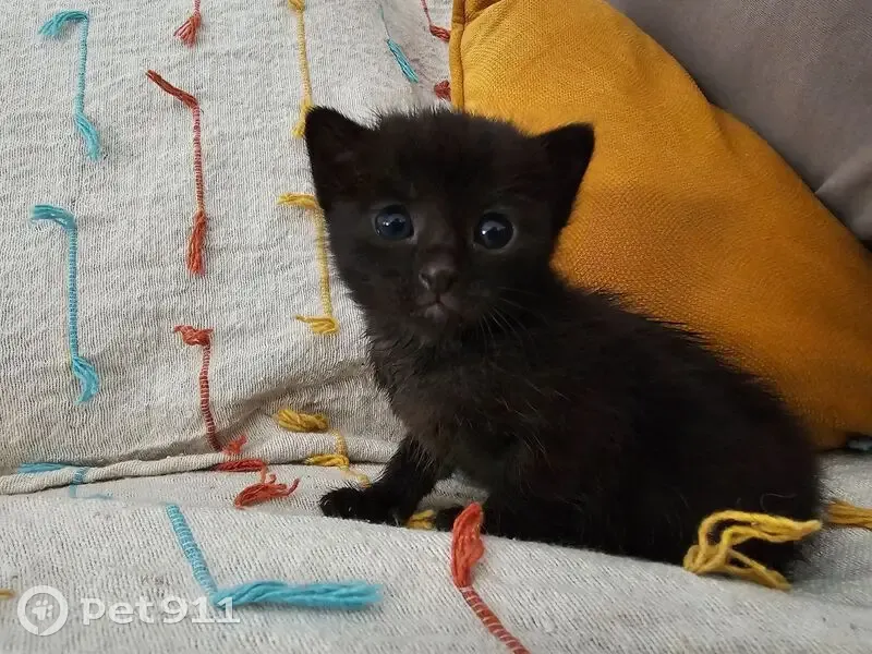 Encontrado gato hembra, Avenida de Santa Pola, 6, Elche - photo