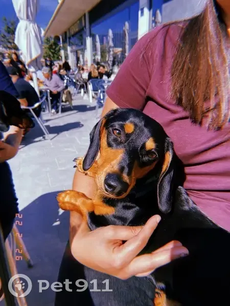 Perdido perro, Carrer de la Pagesia, 37, Mataró - teckel negro con patas marrones - photo