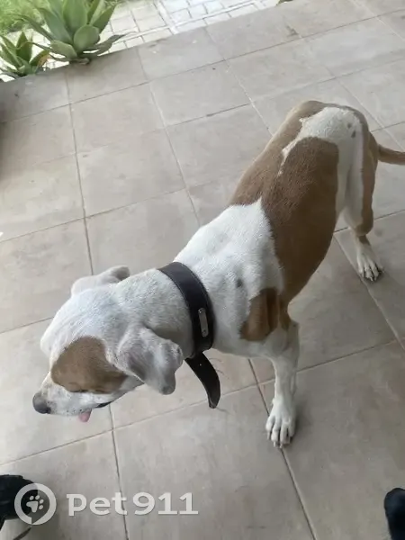 Perro encontrado Hembra, La Rinconada (sf495697) - photo