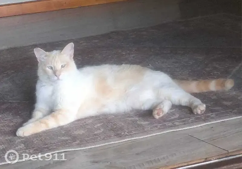 Missing cat Male, Randburg (zl002538) - photo