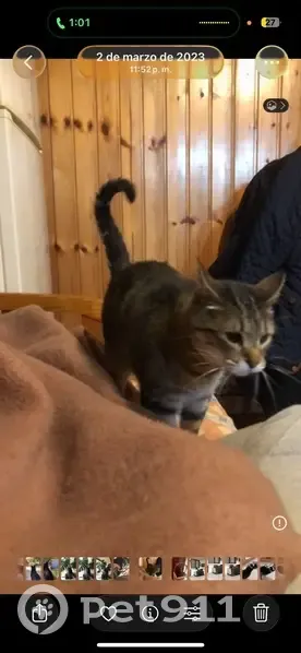 Perdido gato, Calle Villabáñez, 101, Torrelavega - necesita medicación - photo