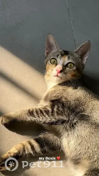 Lost cat, Choa Chu Kang Avenue 2, 20, Choa Chu Kang - female with pink collar - photo