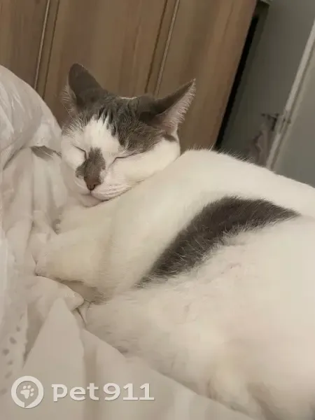 Lost cat, Hills Avenue, Ballito - white with grey spots - photo