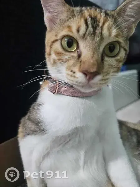 Lost cat, Yishun Street 51, 510B, Singapore - female with a microchip - photo