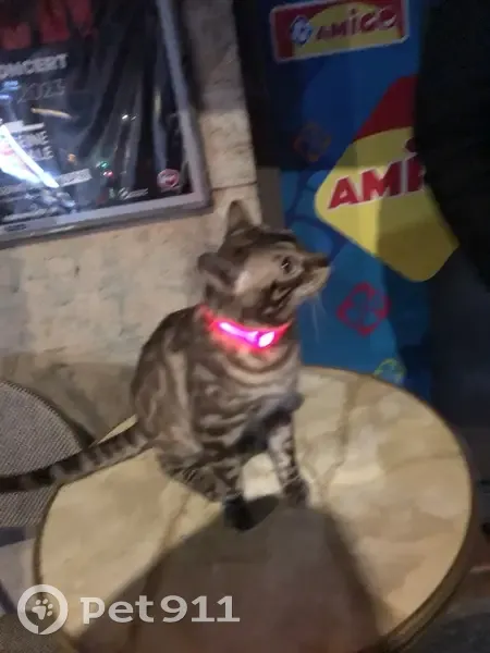 Chat perdu, Rue Levert, Paris - mâle Bengal léopard - photo