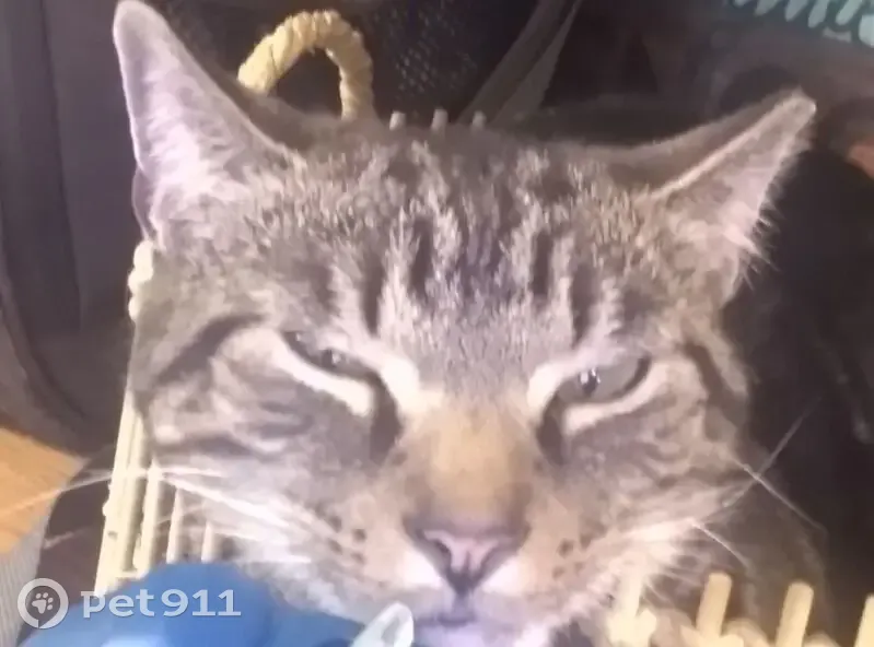 Lost male cat, Fullingmill Road, Mercer - extremely friendly - photo