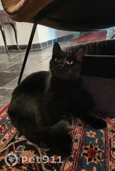 Lost cat, Drakensberg Road, Pretoria - black with a high pitched meow - photo