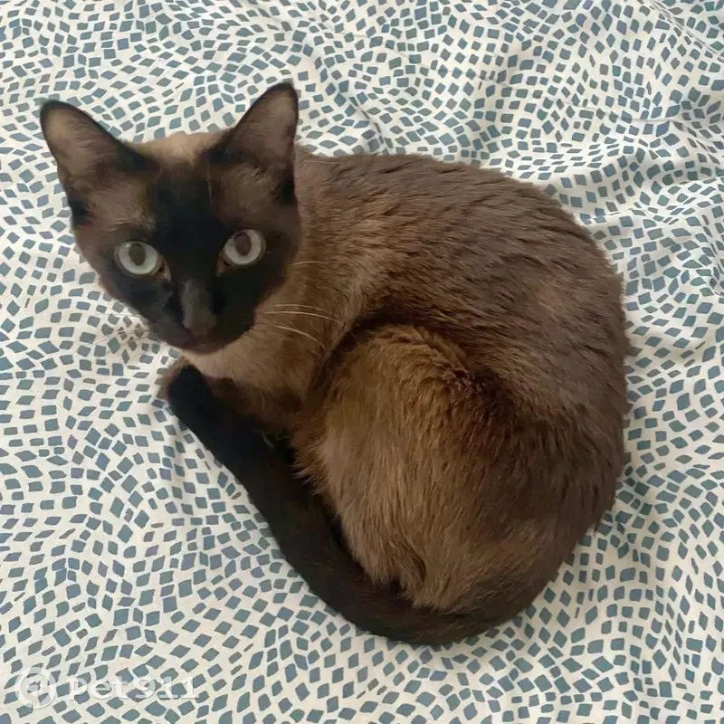Gato perdido, Dominio de Fontenebro, Pozuelo de Alarcon - hembra de 13 años - photo