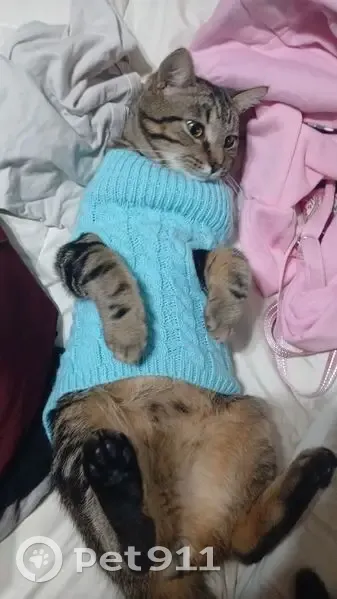 Lost cat, California Cross Road, Akron - dark with thick stripes - photo