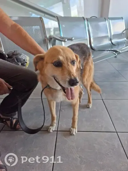 Cachorro encontrado Fêmea (brf002715) - photo