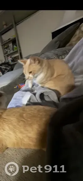 Lost cat, Sunnyvale, California - special-needs and very sweet - photo