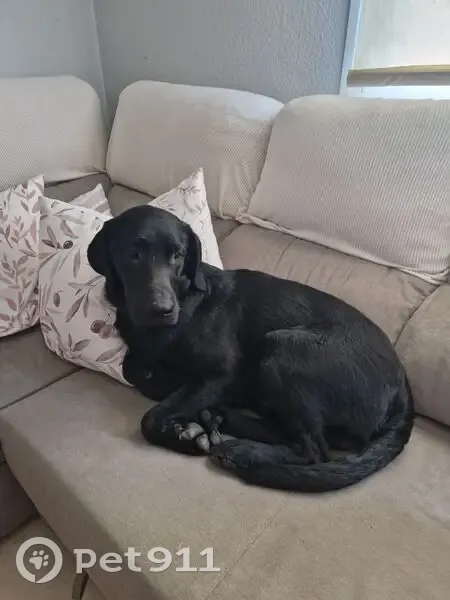 Encontrado perro macho, Camino del Barco, 2, San Sebastián de los Reyes - labrador negro - photo