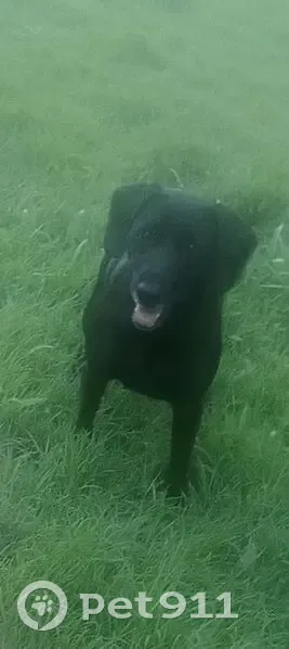 Lost dog, Carruthers Court, 11, Cooroy - female with floppy ears - photo