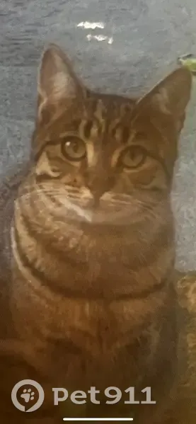 Lost cat, Shorthorn Crescent, City of Whittlesea - female, super friendly - photo