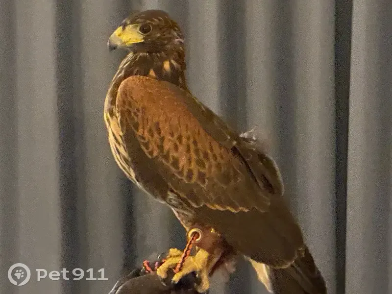 Lost bird, Stoneridge, Mission Viejo - female Harris’ Hawk with blue jesses - photo