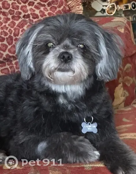 Lost dog, Northwest 24 Way, Gainesville - female with black hair - photo