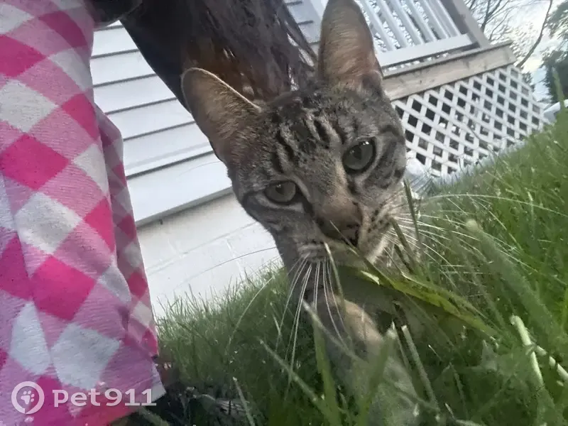 Found female cat, Posen, Illinois - beautiful and playful - photo