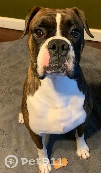 Lost dog, Wellington Lane, Chattanooga - male Boxer - photo