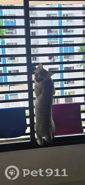 Lost cat, Singapore 560560, Serangoon - female with short tail - photo