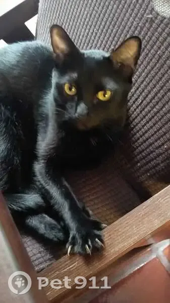 Perdido gato, Agapando, 637, Zapopan - negro con ojos amarillos - photo
