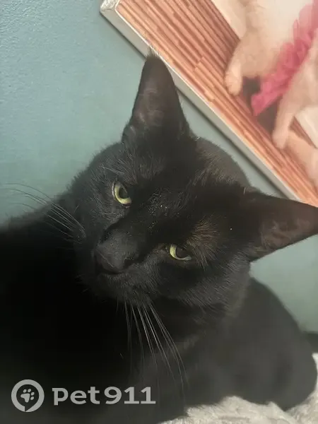 Lost cat, Cedar Avenue South, Minneapolis - black male with yellow eyes - photo