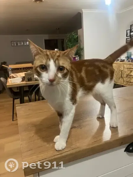Lost cat, Penzance Place, Brimbank, Sydney - ginger and white male - photo