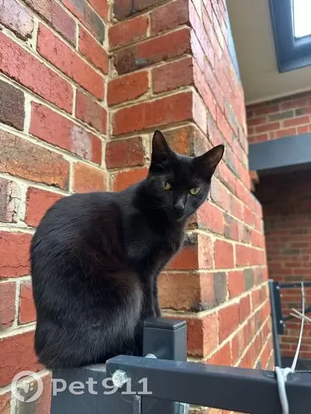 Lost cat, Russell Street, 28, City of Glen Eira - small black female - photo