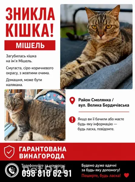 Зникла кішка, Велика Бердичівська вулиця, 80/1, Житомир - смугаста з жовтими очима - photo