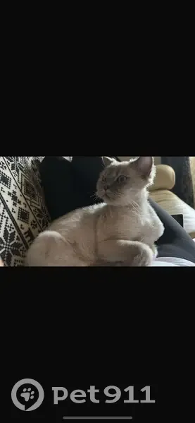Perdido gato, Avenida de la Arruzafa, Córdoba - hembra recién pelada - photo
