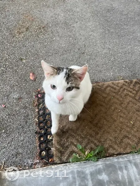 Chat trouvé mâle, Auray, Rennes - très sociable - photo