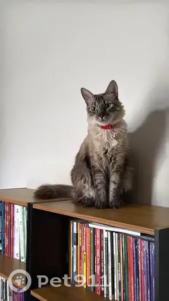 Gato desaparecido Fêmea (brl002716) - photo