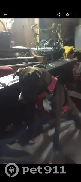 Lost dog, Maple Court, Canyonville - chocolate brown with white-tipped toes - photo