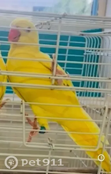 Lost bird Male, Saint Marys (al496110) - photo