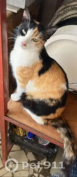 Gato perdido, Río Usumacinta, 732, Tesistán - hembra calico esterilizada - photo