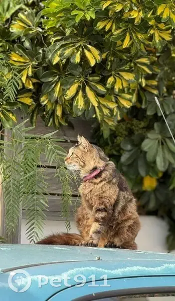 Lost cat, Pennant Close, Cape Town - female tabby grey with a bushy tail - photo