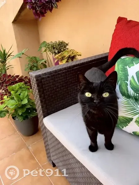 Perdido gato hembra, Avinguda Tombatossals, 35, Castelló de la Plana, Valencia - photo