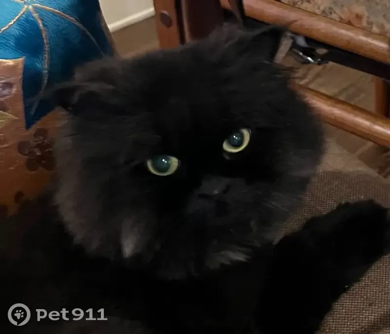 Lost male cat, Northwest Road, 108, East Hampton - photo