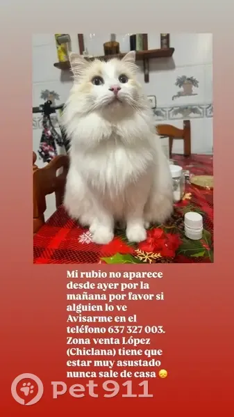Perdido gato, Camino de Los Prensadores, Chiclana de la Frontera - pelo largo blanco y ojos azules - photo
