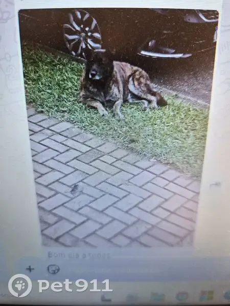 Cachorro encontrado Fêmea (brf002719) - photo