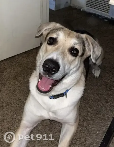 Lost dog, Inca Trail, Yucca Valley - male Australian Shepherd - photo