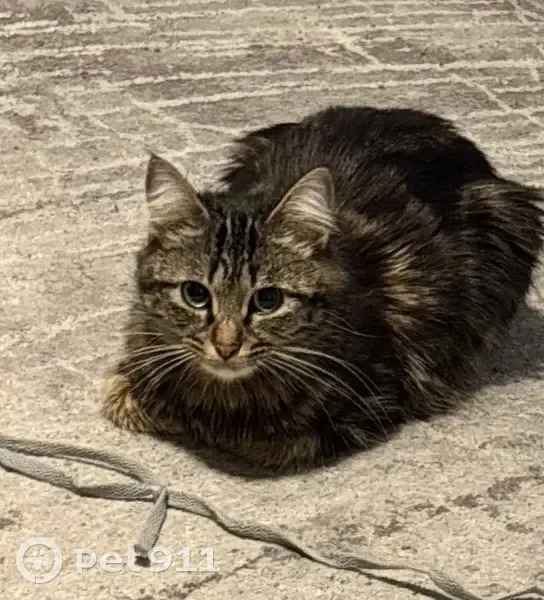 Chat perdu, Rue Jules Vallès, Choisy-le-Roi - pelage tigré brun/noir - photo