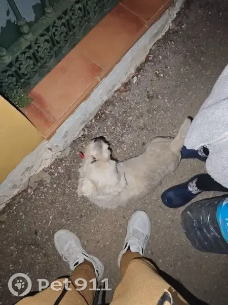 Encontrado perro, Camino del Canario, 1, Chiclana de la Frontera - dócil con collar rojo - photo