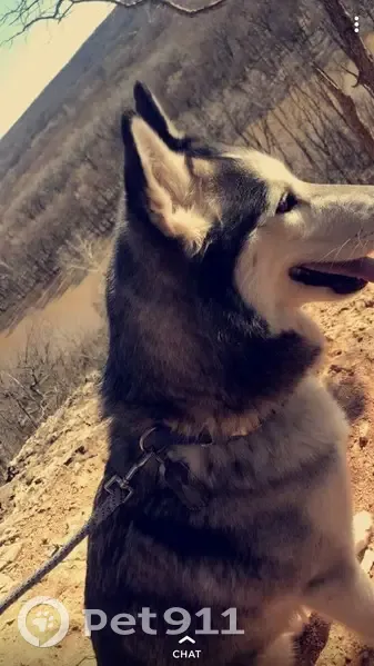 Lost dog, Robert Hill Road, Midway - white and grey with a blue and brown eye - photo