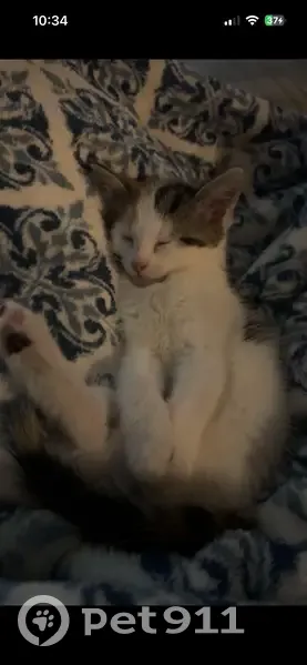Lost cat, Palermo Avenue, Evans - mostly white calico with markings - photo