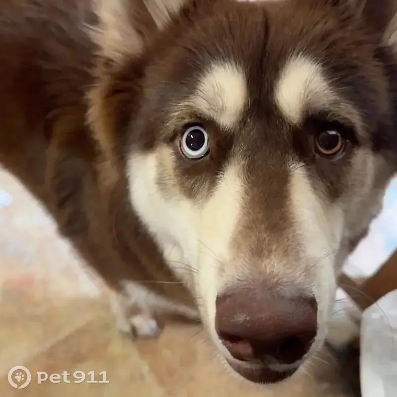 Lost male dog, Grace Avenue, New Bern - husky with blue and brown eyes - photo