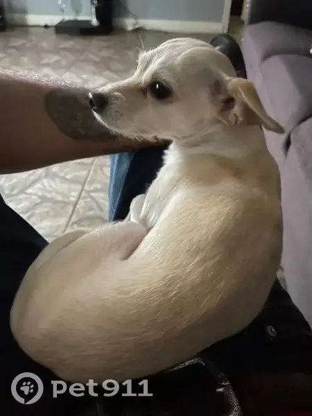 Lost dog, Evans Brook Lane, Houston - male chihuahua - photo