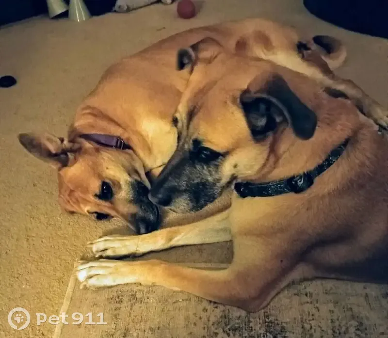 Lost dog, North Brittain Place, Tucson - female - photo