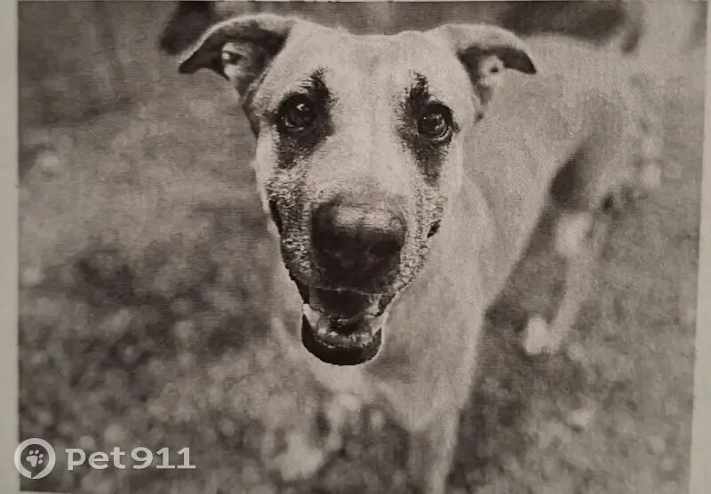 Lost dog, North Brittain Place, Tucson - female, tan with white underbelly and partial black muzzle - photo